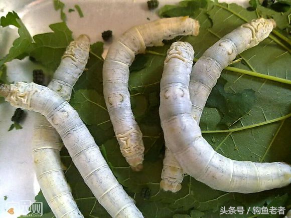 養蠶的過程,養蠶的過程步驟