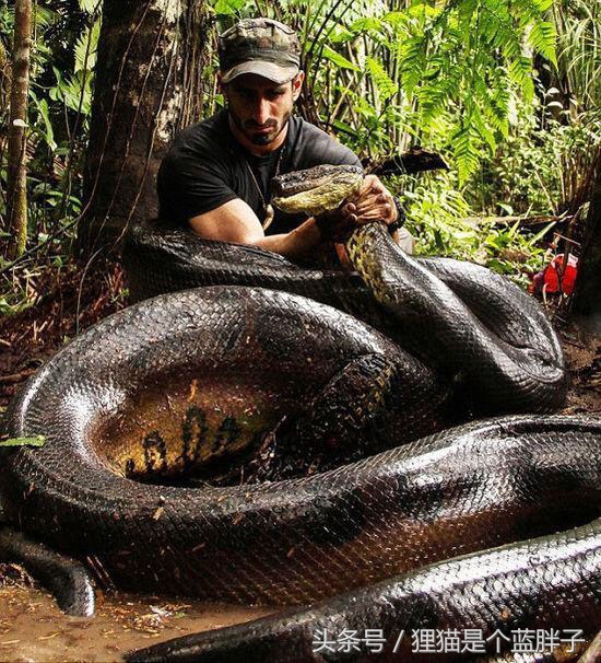 别名绿巨蟒,是一种巨型的无毒蛇,主要栖息于南美洲,位蚺科体型最大的