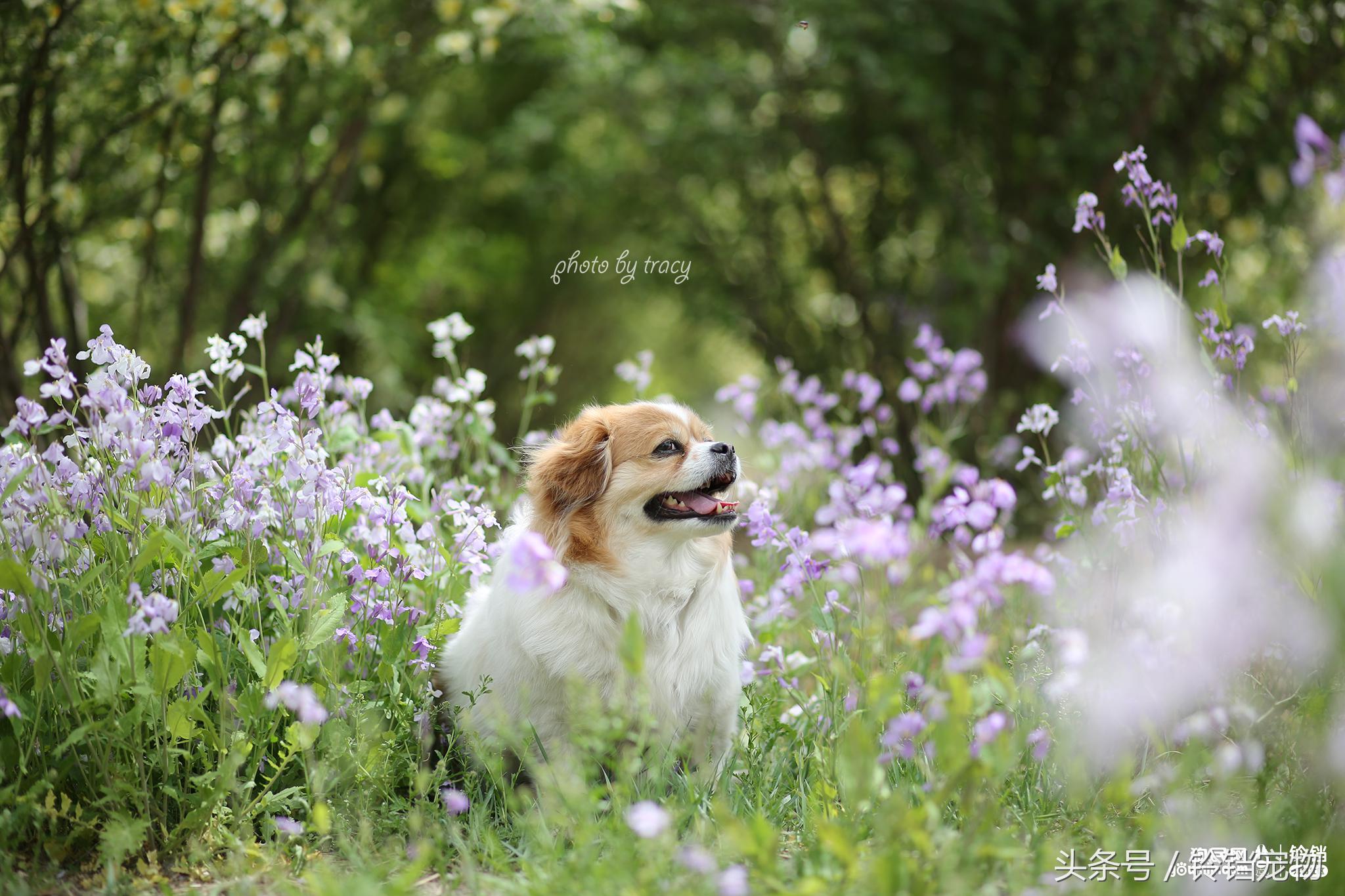 Leave " demons and ghosts " , pat a dog to pay attention to pair of Jiao Xun fast agile