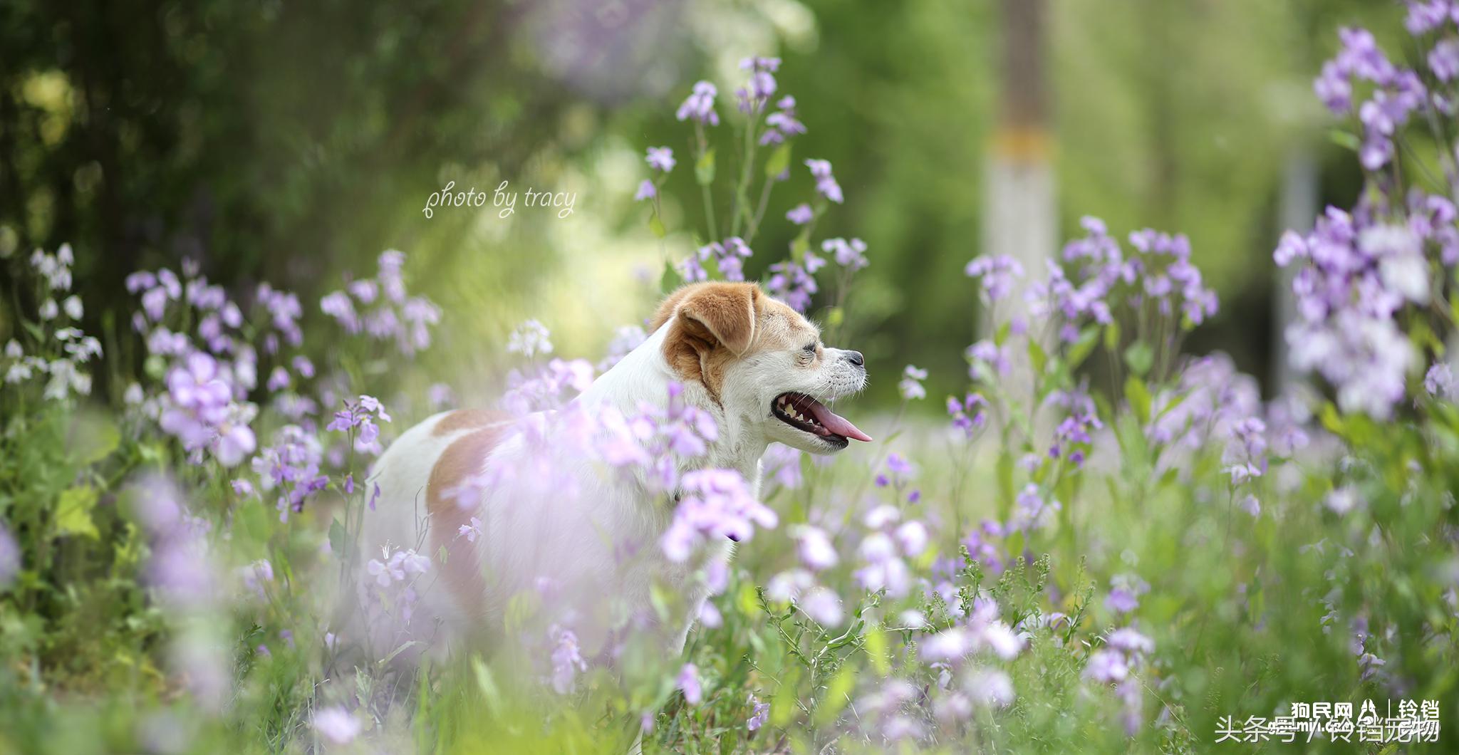 Leave " demons and ghosts " , pat a dog to pay attention to pair of Jiao Xun fast agile