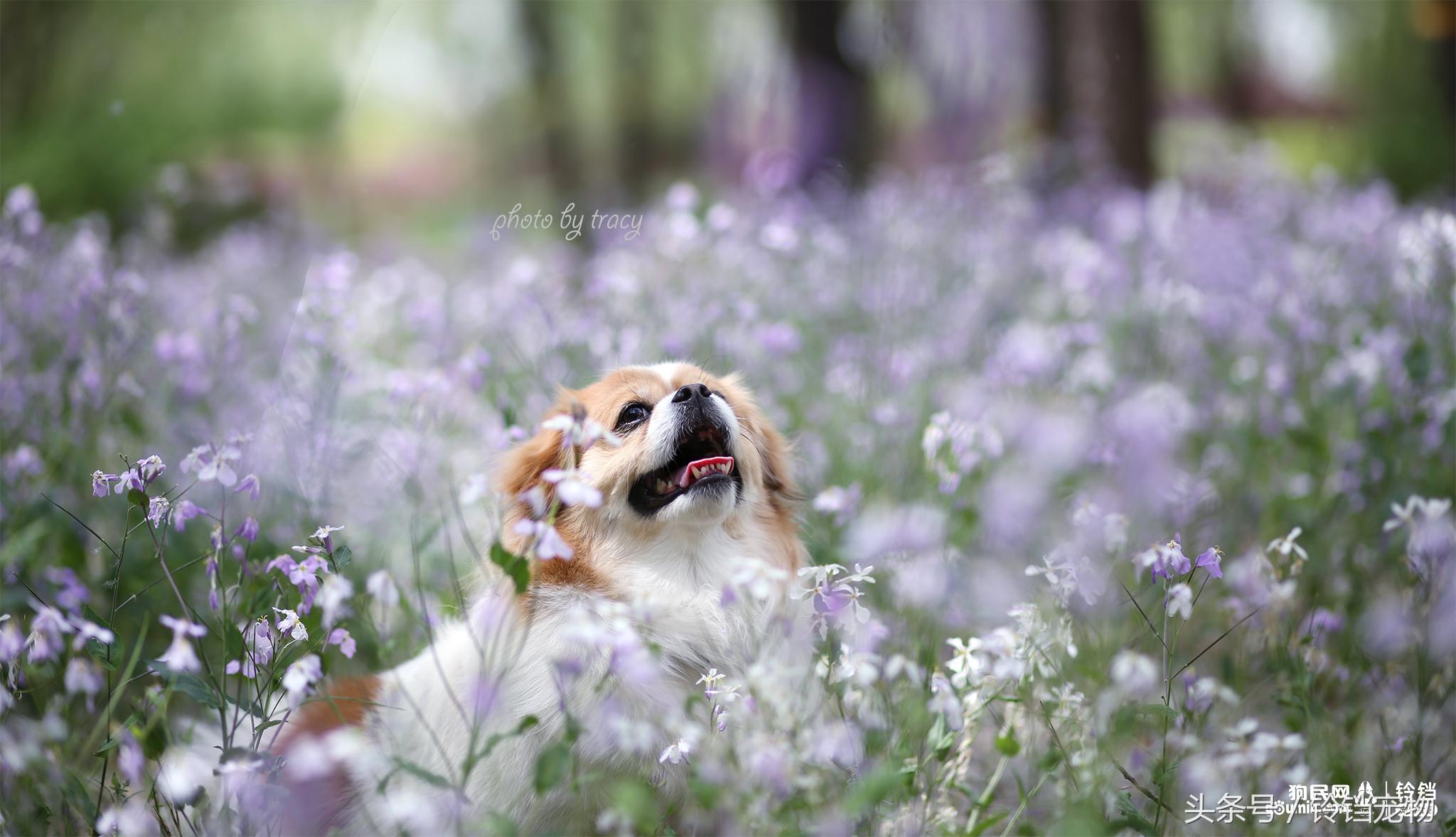 Leave " demons and ghosts " , pat a dog to pay attention to pair of Jiao Xun fast agile