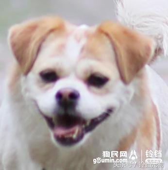 Leave " demons and ghosts " , pat a dog to pay attention to pair of Jiao Xun fast agile