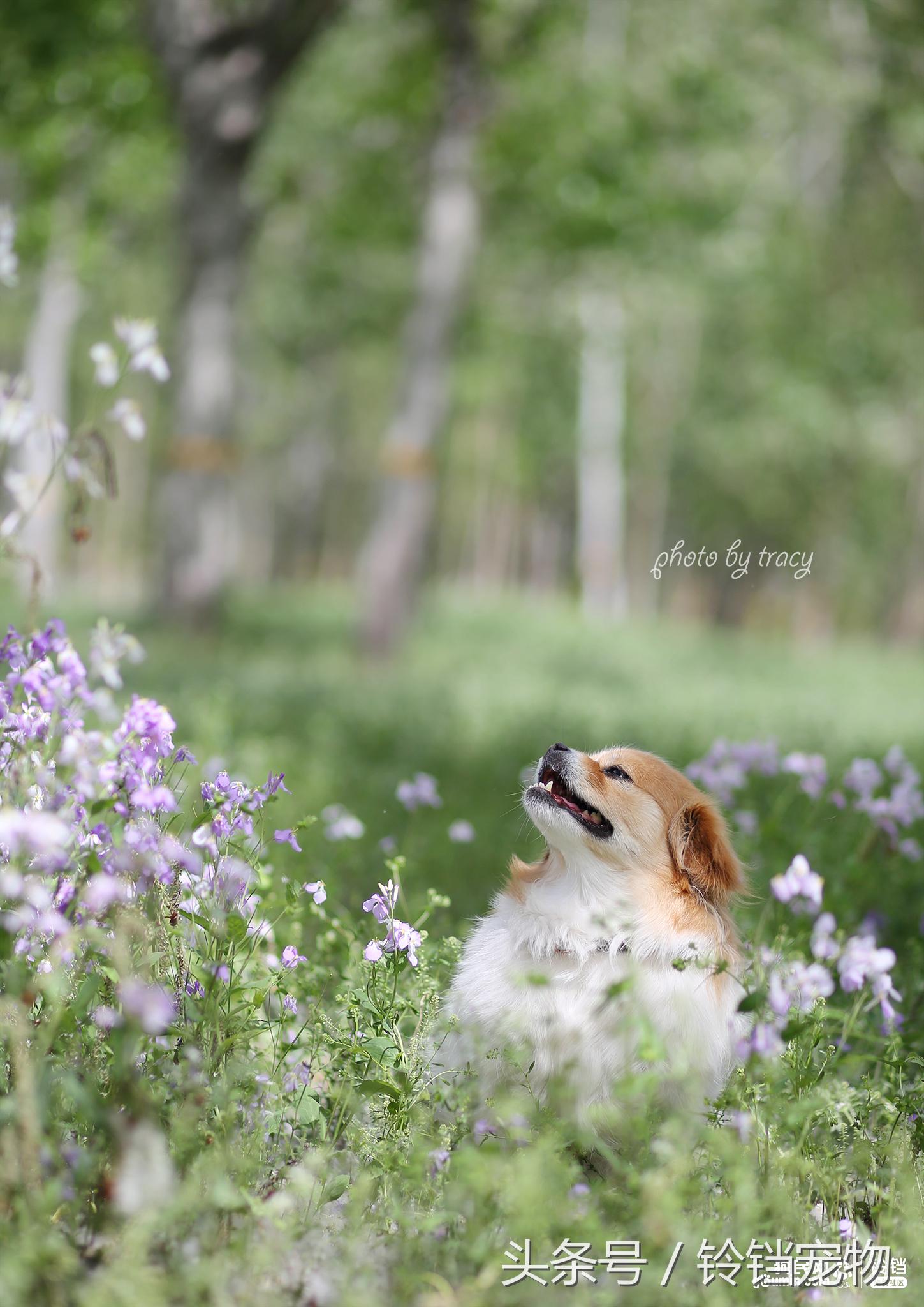 Leave " demons and ghosts " , pat a dog to pay attention to pair of Jiao Xun fast agile