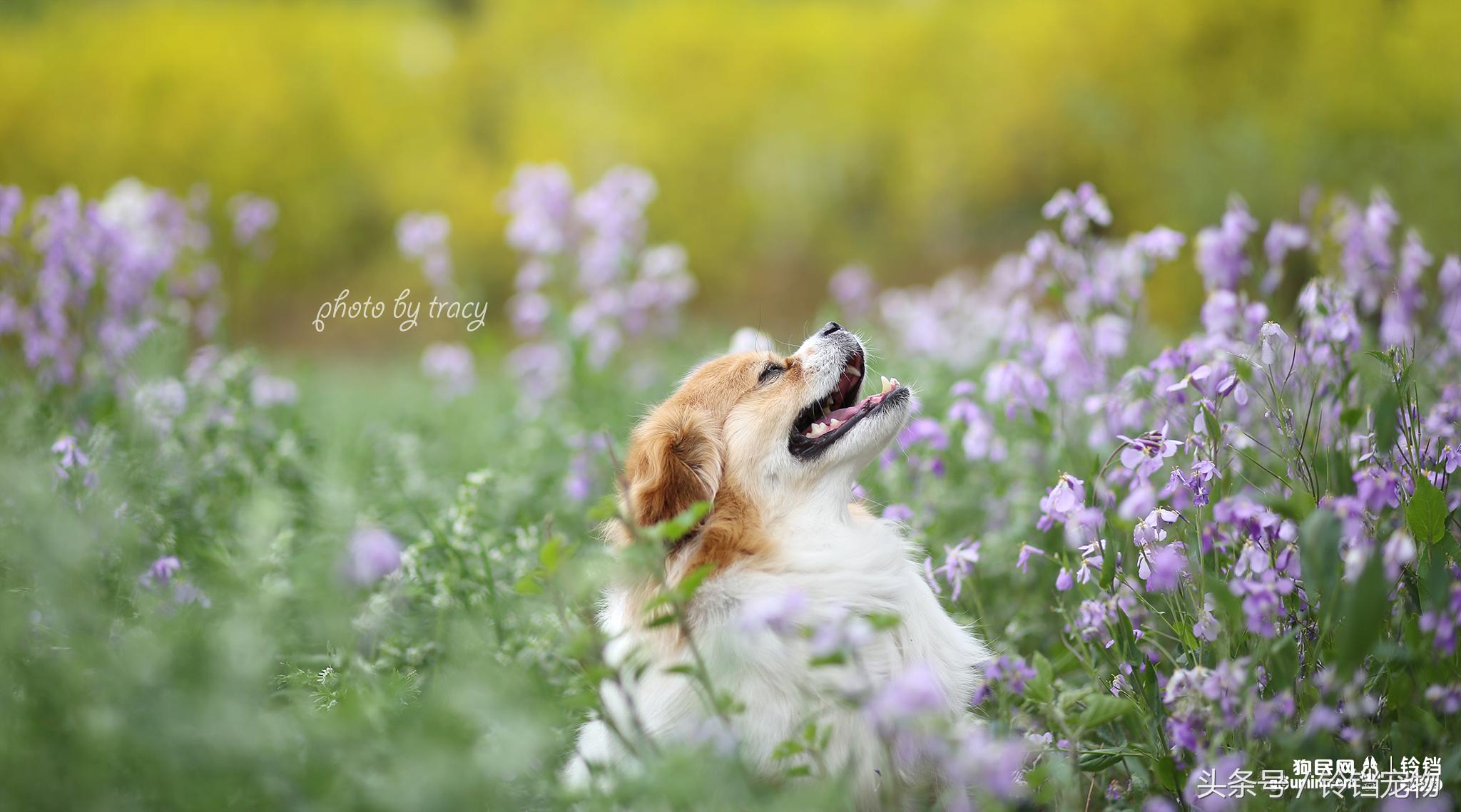 Leave " demons and ghosts " , pat a dog to pay attention to pair of Jiao Xun fast agile