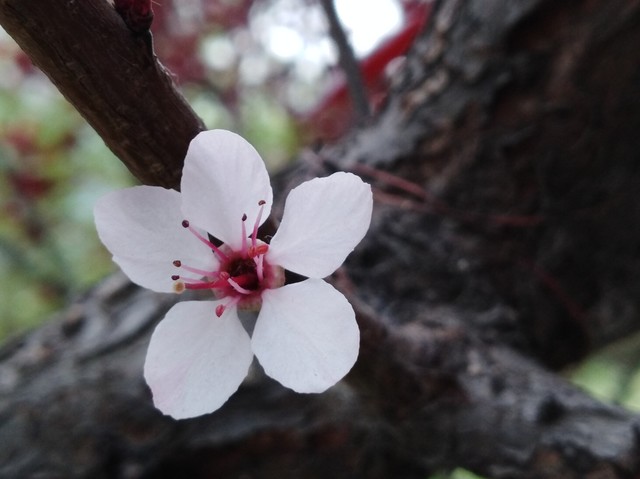 顏值續(xù)航都不能少 華為暢享7 Plus評(píng)測(cè)