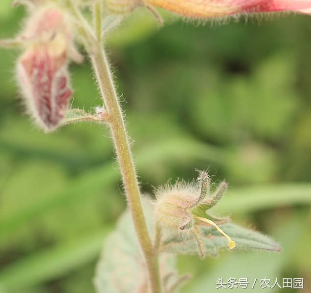 怀地黄长什么样子（四大怀药之怀地黄简介）