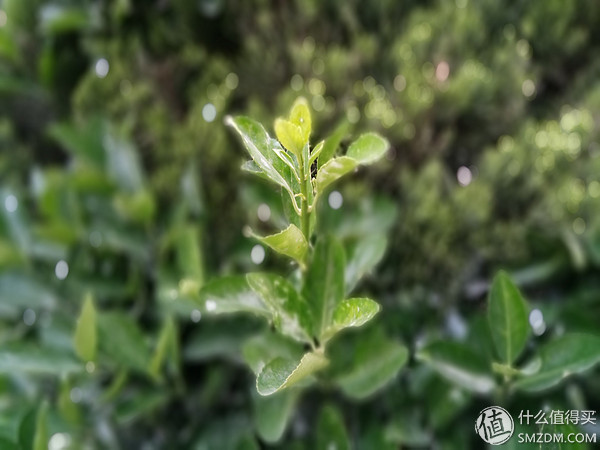 拓荒者or牺牲品？双摄手机红米Pro开箱测评