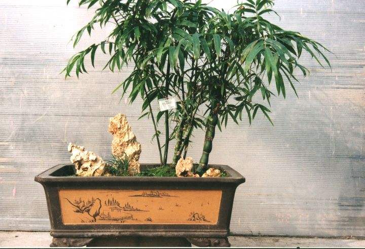 深受文人墨客喜爱，极富诗情画意的盆景——竹类盆景