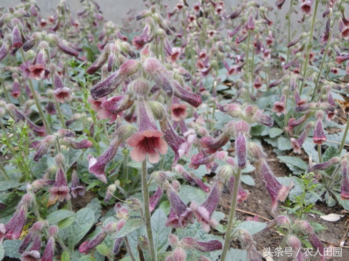 怀地黄长什么样子（四大怀药之怀地黄简介）