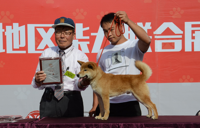 CSC首届华北地区柴犬联合展，我养柴我快乐（多图）