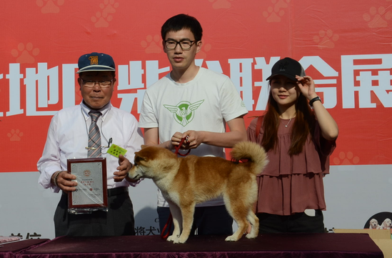 CSC首届华北地区柴犬联合展，我养柴我快乐（多图）