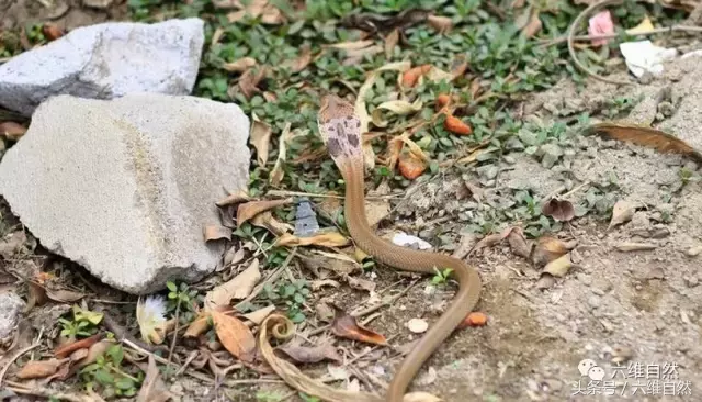 连 饭铲头 毒蛇都出来踏青了 路遇毒蛇最好不要惹 饭铲头蛇图片 格吉网