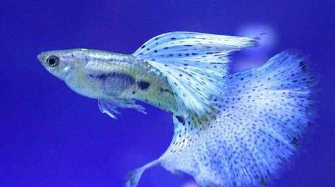 孔雀花鳉 魚美卻無情 天天看點