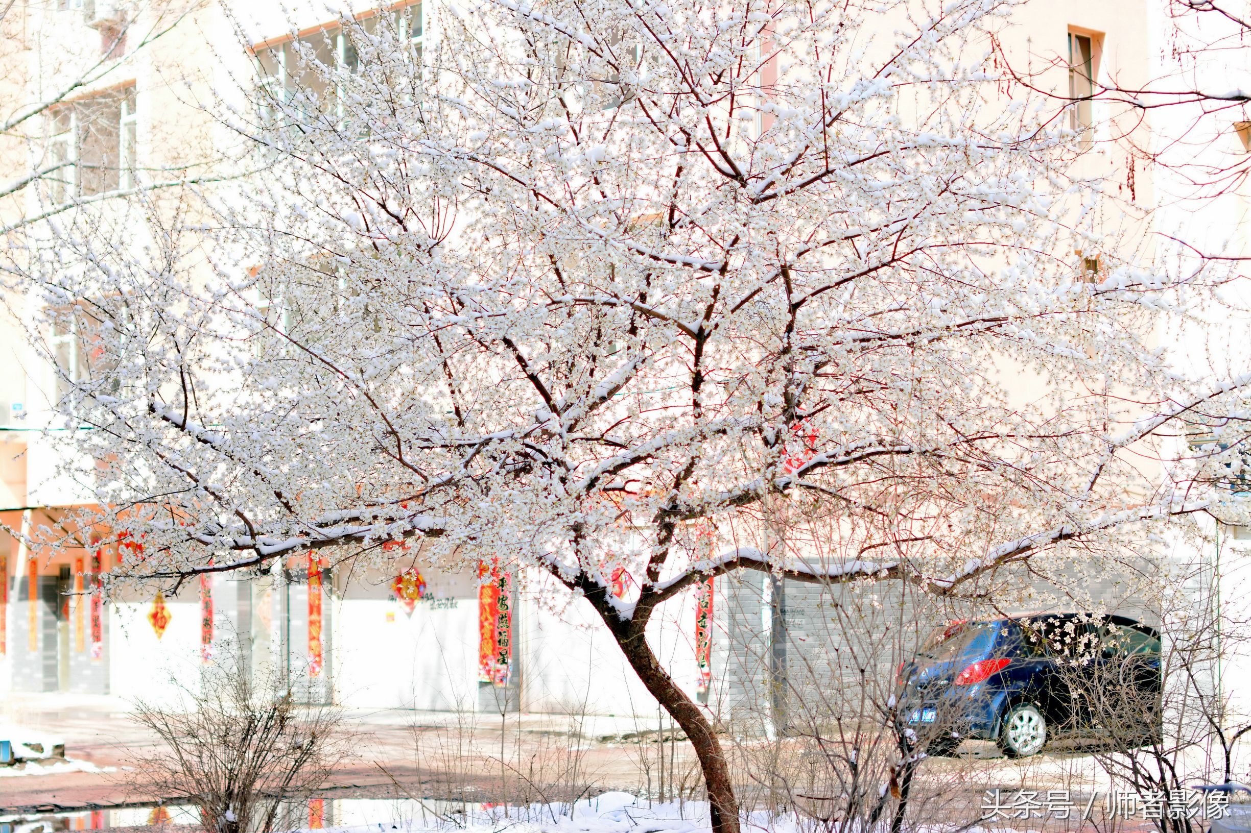 实拍：是桃花还是雪花？人间四月天，桃花伴雪来，此景只能北方有