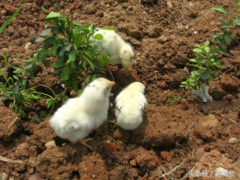 雏鸡的饲养、管理和早期肠道发育
