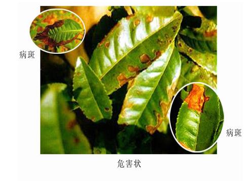 良心总结二十种常见作物病害防治方案-第2张图片-农百科