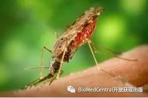 AGS-v疫苗：用于蚊子传播感染的灵丹妙药？