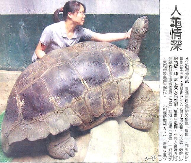 科普贴，8种宠物陆龟的种类，看完后你肯定想养一个