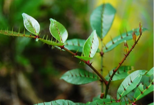 叶子能治牙疼,农民叫它入地金牛也叫下山虎