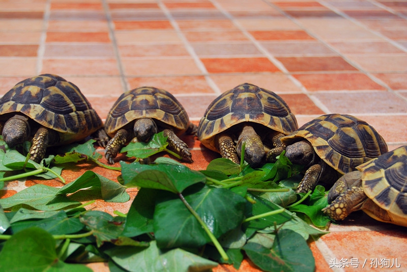科普贴，8种宠物陆龟的种类，看完后你肯定想养一个