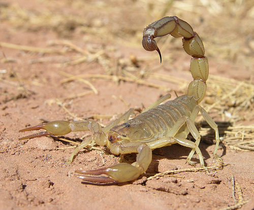 蝎子毒性排名(世界十大毒蝎子排名)-图9