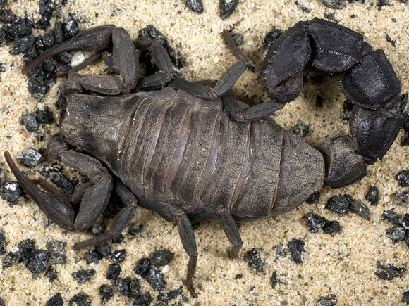 2,希腊齿钳蝎,ld50最低值:0.19mg/kg.