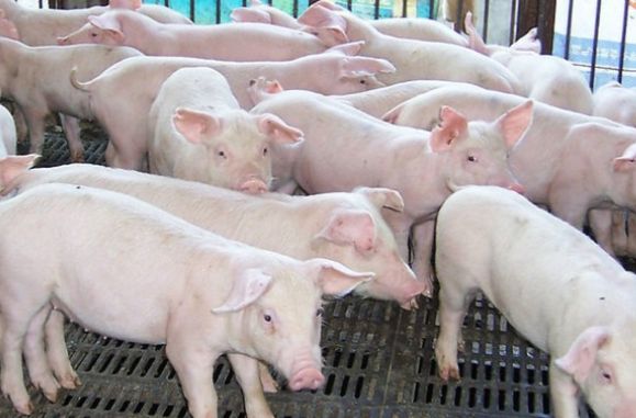 仔猪断奶后出现拉稀腹泻怎么办