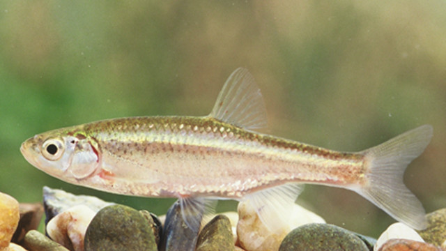 自然界中奇异的生殖方式：“孤雄生殖”的鱼，借个卵子克隆自己