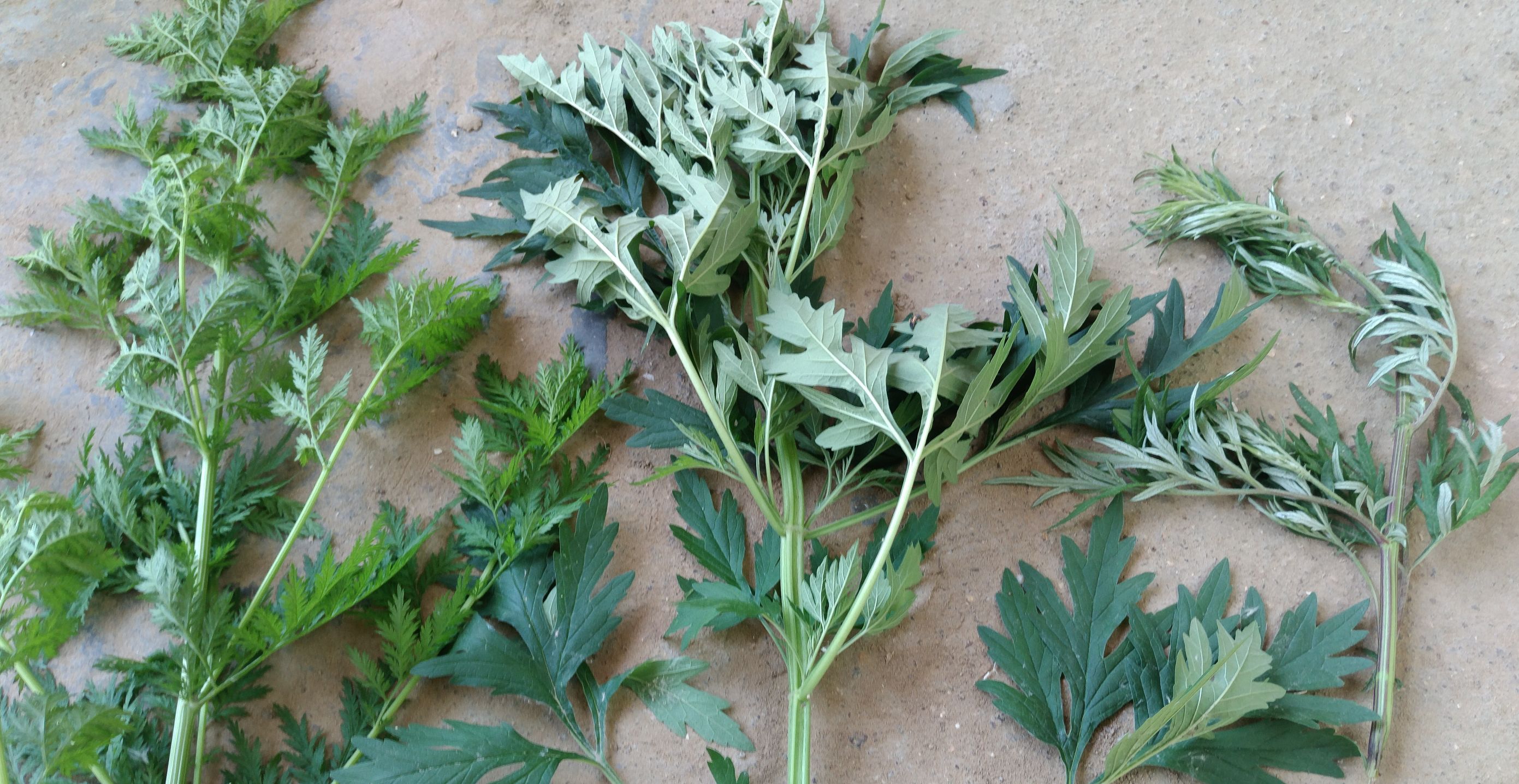 艾蒿是什么 -生活知识库-动动脑