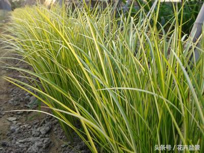 四川金叶苔草