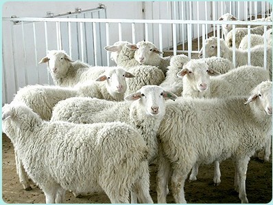 Vivid sheep butcher machines flow and standard