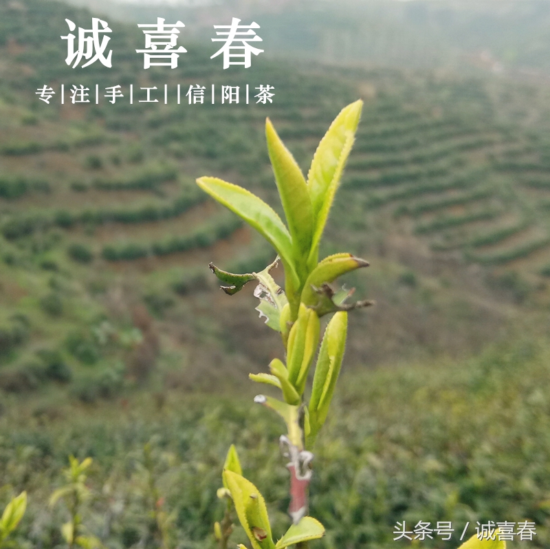 喝信阳毛尖有什么好处？喝过的都看看