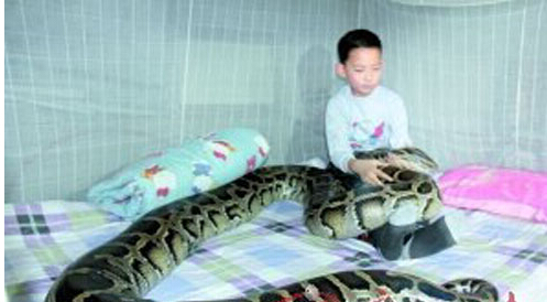 男孩与巨蟒蛇同居12年，人蛇同睡一床，竟然是这个原因导致的！