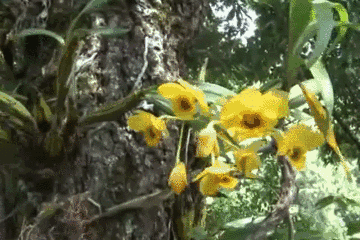 来自雨林的奇迹，能够抵御时间侵袭的珍惜蘭花