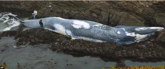 蓝鲸：地球上最大的鲸鱼，舌头能站50个人，血管足以装下小孩