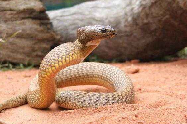 世界上十大最毒的蛇（蛇的毒性排名）-第3张图片