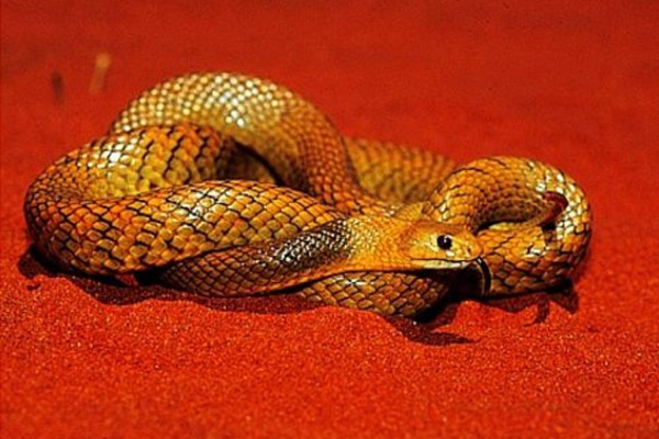 世界上十大最毒的蛇（蛇的毒性排名）-第7张图片