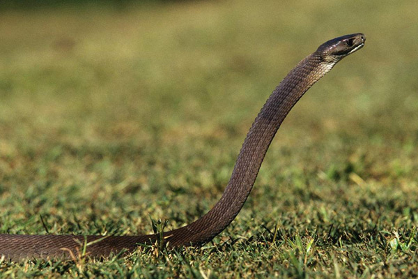 世界上十大最毒的蛇（蛇的毒性排名）-第9张图片