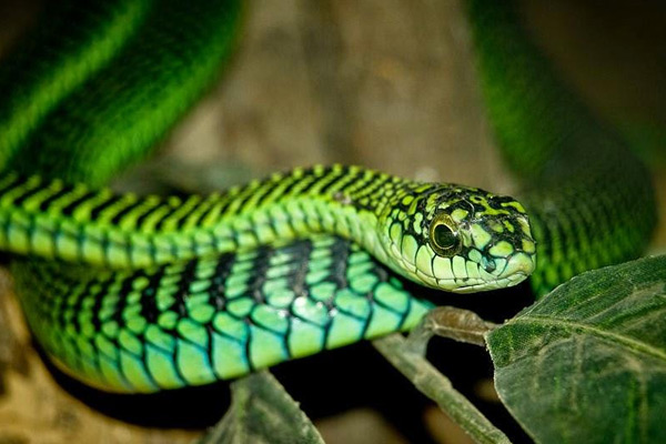 世界上十大最毒的蛇（蛇的毒性排名）-第13张图片