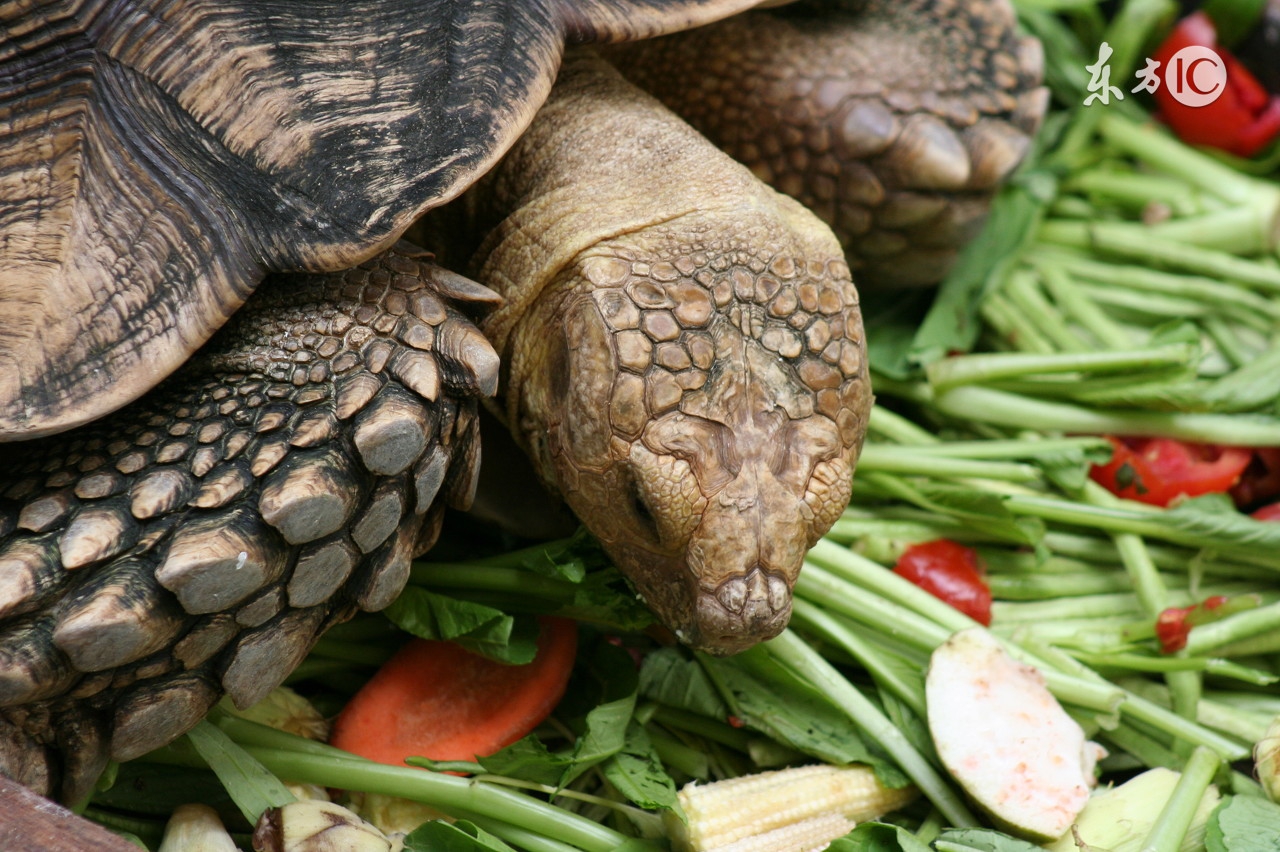 适宜乌龟食用的蔬果有哪些？