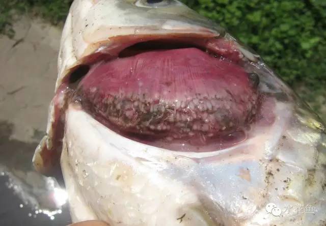 暴发性出血病及败血症的防治概念_细菌性病_西南渔业网 水花鱼 水产