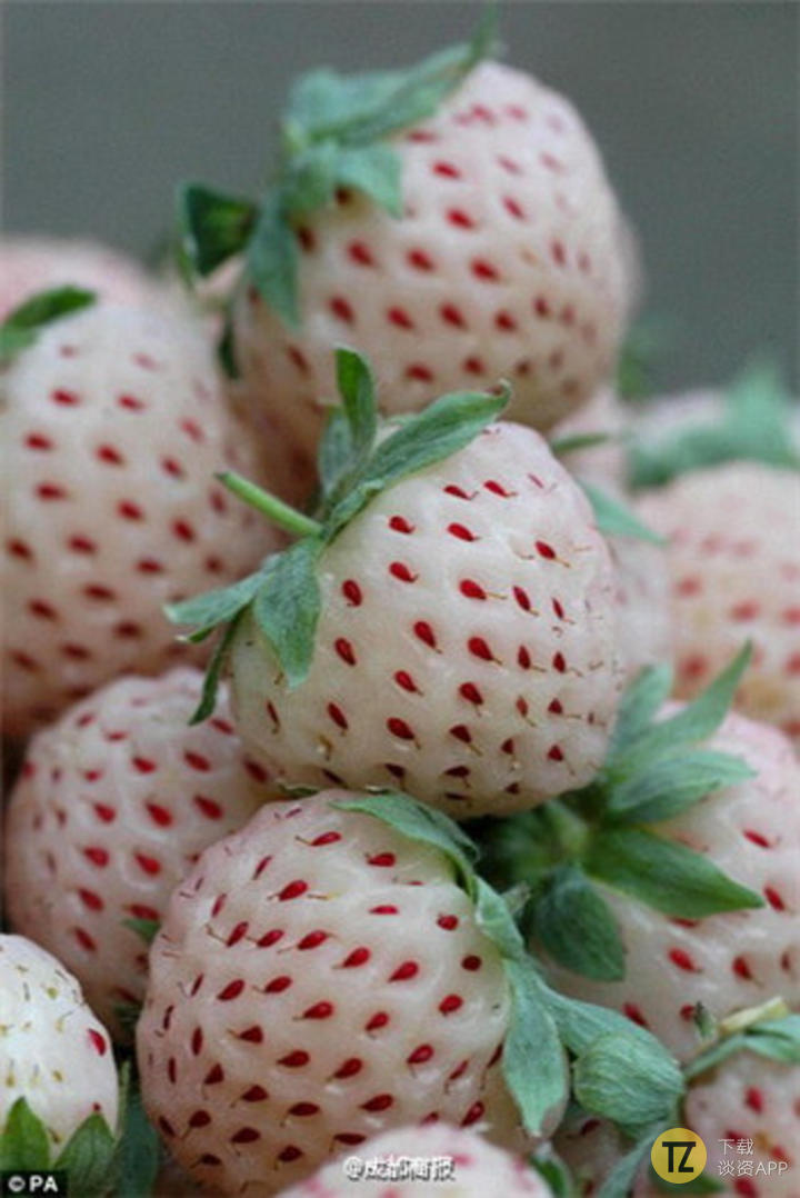 即将面世的新型水果，真的不是得了白化病的草莓吗