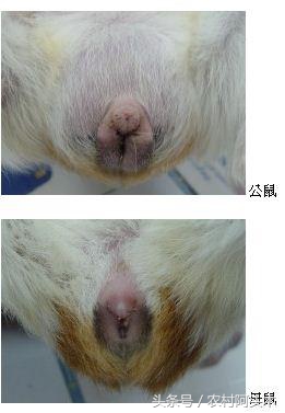 荷兰猪怎么养怎么分公母它会咬人吗附图片