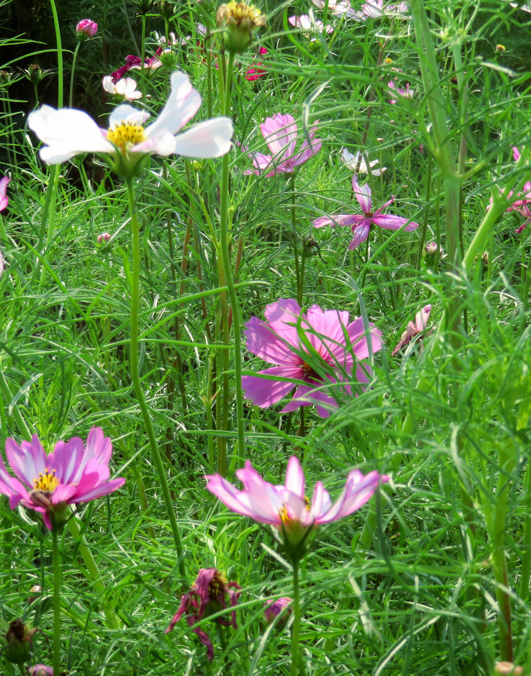 幸福花是什么花（人们把美丽勤劳的女孩比作格桑花）