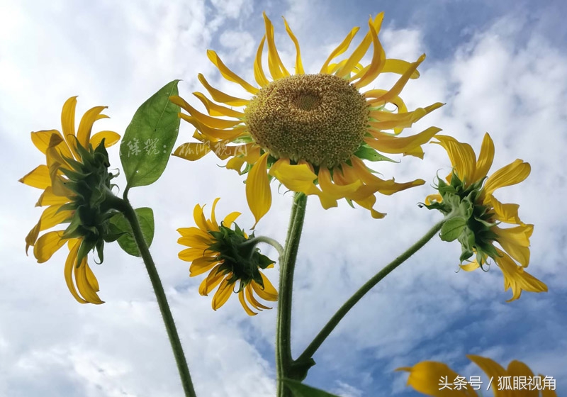 向日葵的功效与作用（向日葵既是美景又是美食）