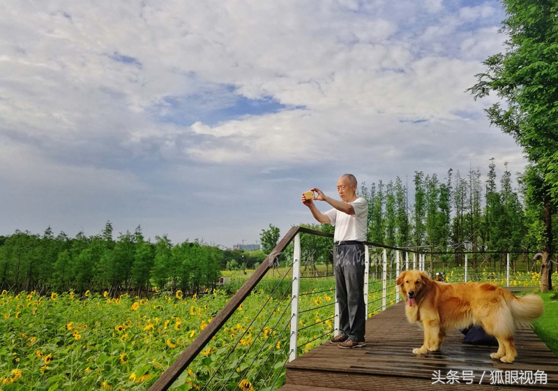 向日葵的功效与作用（向日葵既是美景又是美食）