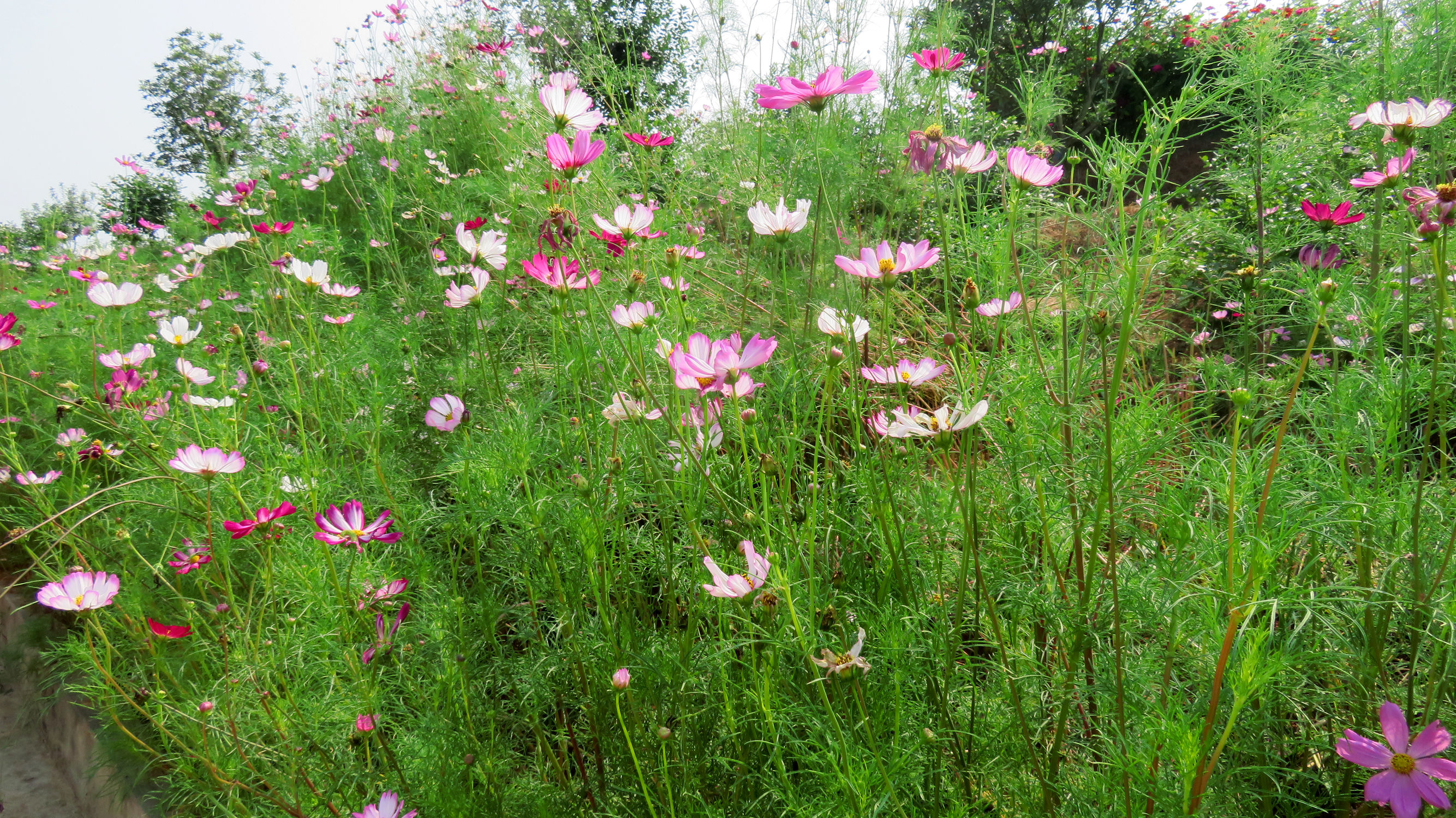 幸福花是什么花（人们把美丽勤劳的女孩比作格桑花）