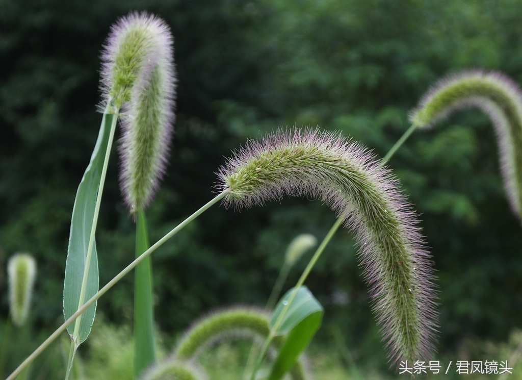 狗尾草【別名】莠,莠草,光明草,阿羅漢草,狗尾半支,谷莠子,大尾草,毛