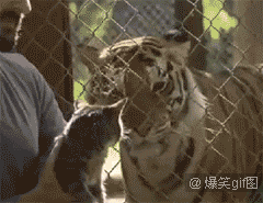 爆笑gif:当喵咪第一次见到老虎。。。。。一脸蒙逼