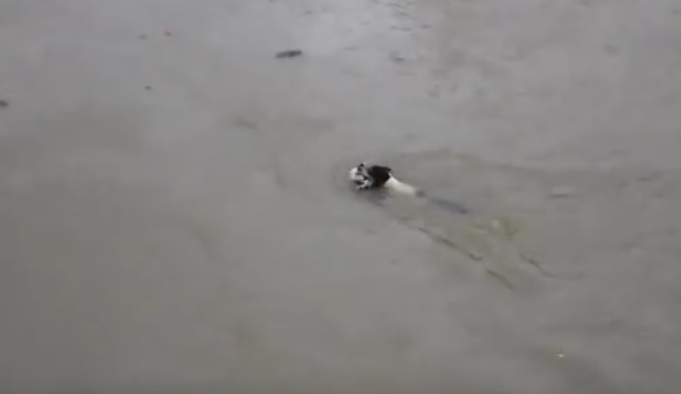 洪水中一条狗不知为何多次冒险下水，原来什么都不能阻挡它救孩子